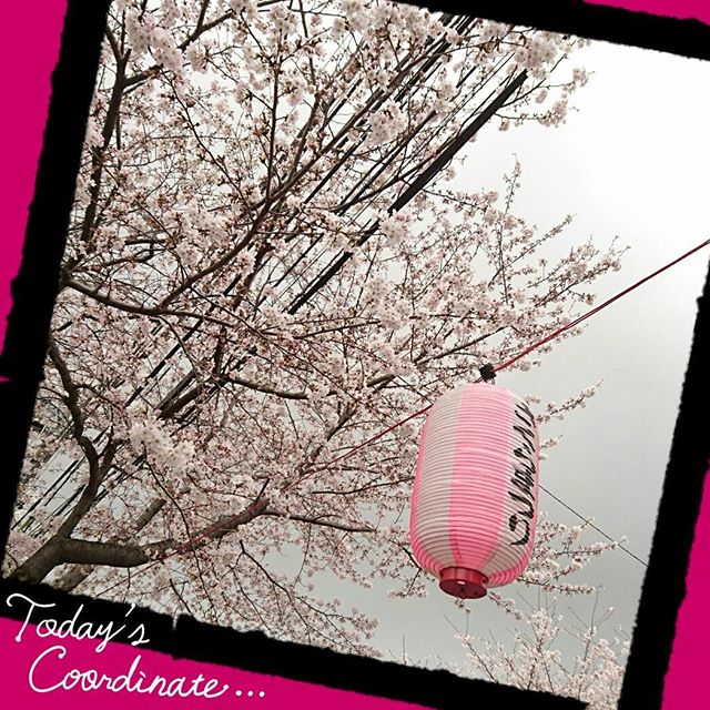 ご近所の桜。綺麗でした！　#sakura #japanesesakura #cherryblossom